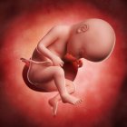 Vista del feto a 33 settimane — Foto stock