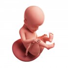 Vista del feto a 27 settimane — Foto stock
