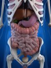 Анатомія шлунково кишкового тракту людини — стокове фото