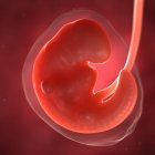 Vista del feto a las 6 semanas - foto de stock