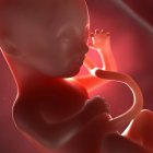 Vista de Fetus às 28 semanas — Fotografia de Stock