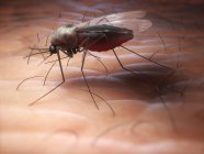 Mosquito femenino en la piel humana - foto de stock