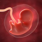 Vista del feto a 8 settimane — Foto stock