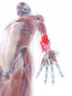 Анатомия нижней руки — стоковое фото