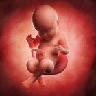 Vista del feto a las 40 semanas - foto de stock
