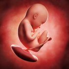 Vista del feto a las 35 semanas - foto de stock