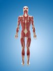 Musculatura das costas e do corpo traseiro — Fotografia de Stock