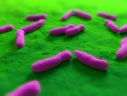 Rod-shaped bacteria infecting organism — Stock Photo