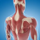 Upper back musculature — Stock Photo