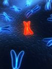 Estrutura cromossômica metafásica — Fotografia de Stock