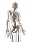 Human skeleton with emphasis on thoracic region — Stock Photo