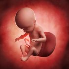 Vista del feto a las 26 semanas - foto de stock