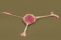 Célula de fibroblastos, micrografia eletrônica de varredura colorida (SEM ). — Fotografia de Stock