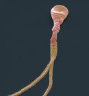 Spermatozoïdes avec plusieurs queues — Photo de stock