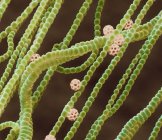 Pollen threads and brochosomes — Stock Photo
