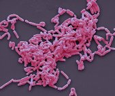 Ілюстрація Lactobacillus колонії — стокове фото
