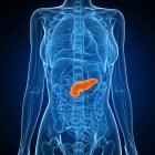 Healthy pancreas anatomy — Stock Photo