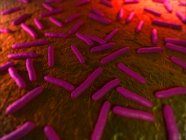 Organismos bacterianos en forma de barra - foto de stock