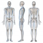 Vista dello scheletro maschile — Foto stock