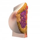 Vue de l'anatomie mammaire — Photo de stock