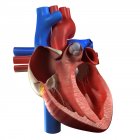 Vista da anatomia do coração — Fotografia de Stock