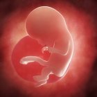 View of fetus at 12 weeks — Stock Photo