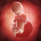 Vista del feto a las 20 semanas - foto de stock