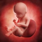 Vue du foetus à 23 semaines — Photo de stock