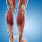Musculatura de la pierna masculina - foto de stock