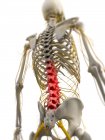 Dor nas costas localizada na coluna vertebral — Fotografia de Stock