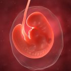 View of fetus at 6 weeks — Stock Photo