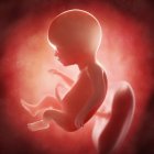 View of fetus at 17 weeks — Stock Photo