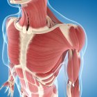 Груди і плечі мускулатури — стокове фото