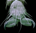 Синебутылочный мухомор — стоковое фото