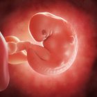 View of fetus at 6 weeks — Stock Photo