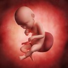 Vista del feto a 39 settimane — Foto stock