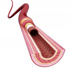 Sezione trasversale dell'arteria umana — Foto stock
