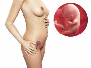 10 semanas de gravidez fetal — Fotografia de Stock