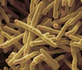 Мікобактерії smegmatis бактерії — стокове фото