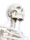 Estrutura do crânio humano — Fotografia de Stock