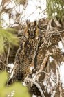 Long-eared owl camouflaged in tree. — Stock Photo