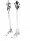 Ossa umane delle gambe — Foto stock