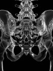 Кости таза человека — стоковое фото