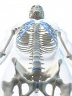 Pelvis humana en las vértebras espinales - foto de stock