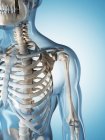 Shoulder joint of skeletal system — Stock Photo