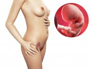 Sviluppo del feto a 8 settimane — Foto stock