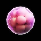 Embrião de mórula de 16 células — Fotografia de Stock