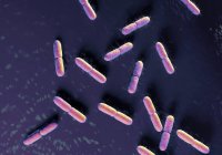 Colonia de bacterias escherichia coli - foto de stock