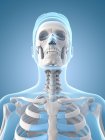Système squelettique humain — Photo de stock