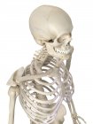 Human thorax anatomy — Stock Photo